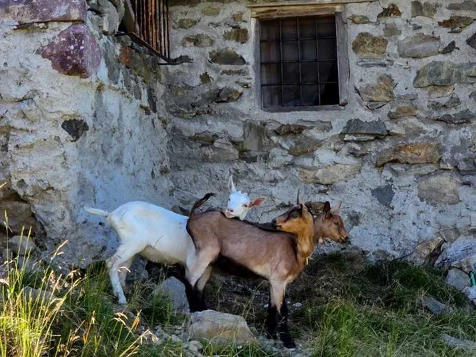 Gerola missione riuscita – recuperati quattro capretti in quota recuperati quattro capretti in quota